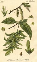 Le charme commun (Carpinus betulus). Dessin d'identification. Cliquer pour agrandir l'image.