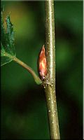Le charme commun (Carpinus betulus). Bourgeon. Cliquer pour agrandir l'image.