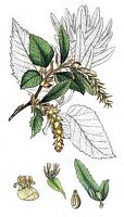 Le charme commun (Carpinus betulus). Dessin d'identification. Cliquer pour agrandir l'image.