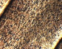 Le charme commun (Carpinus betulus). Dessous de feuille de charme attaquée par Conidiesi. Cliquer pour agrandir l'image.