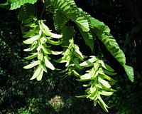 Le charme commun (Carpinus betulus). Fleurs. Cliquer pour agrandir l'image.