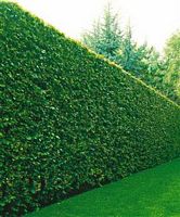 Le charme commun (Carpinus betulus). Charmille. Cliquer pour agrandir l'image.