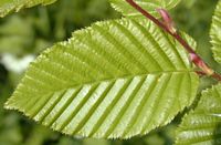 Le charme commun (Carpinus betulus). Feuille. Cliquer pour agrandir l'image.