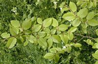 Le charme commun (Carpinus betulus). Rameau. Cliquer pour agrandir l'image.