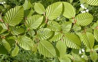 Le charme commun (Carpinus betulus). Feuilles. Cliquer pour agrandir l'image.