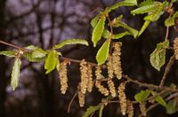 Le charme commun (Carpinus betulus). Chatons. Cliquer pour agrandir l'image.