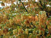 Le charme commun (Carpinus betulus). Fruits. Cliquer pour agrandir l'image.
