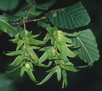 Le charme commun (Carpinus betulus). Fruits. Cliquer pour agrandir l'image.