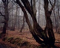 Le charme commun (Carpinus betulus). Charmaie hiver. Cliquer pour agrandir l'image.