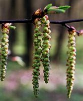 Le charme commun (Carpinus betulus). Fleurs. Cliquer pour agrandir l'image.