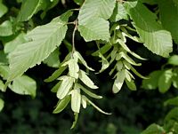 Le charme commun (Carpinus betulus). Fruits. Cliquer pour agrandir l'image.