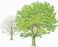 Le charme commun (Carpinus betulus). Dessin. Cliquer pour agrandir l'image.