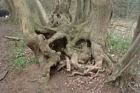 Le charme commun (Carpinus betulus). Base. Cliquer pour agrandir l'image.