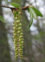 Le charme commun (Carpinus betulus). Fleur. Cliquer pour agrandir l'image.