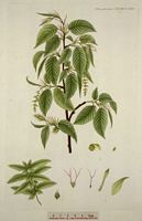Le charme commun (Carpinus betulus). Dessin d'identification. Cliquer pour agrandir l'image.