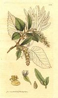 Le charme commun (Carpinus betulus). Dessin d'identification. Cliquer pour agrandir l'image.