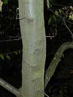 Le charme commun (Carpinus betulus). Écorce. Cliquer pour agrandir l'image.