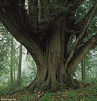 Le charme commun (Carpinus betulus). Individu exceptionnel. Cliquer pour agrandir l'image.