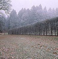 Le charme commun (Carpinus betulus). Charmille. Cliquer pour agrandir l'image.