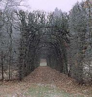 Le charme commun (Carpinus betulus). Charmille. Cliquer pour agrandir l'image.