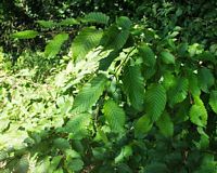 Le charme commun (Carpinus betulus). Rameau. Cliquer pour agrandir l'image.