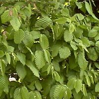Le charme commun (Carpinus betulus). Feuillage. Cliquer pour agrandir l'image.