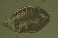 Le charme commun (Carpinus betulus). Larve de Zygiobia carpini sur feuille de charme. Cliquer pour agrandir l'image.