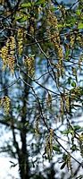 Le charme commun (Carpinus betulus). Chatons. Cliquer pour agrandir l'image.