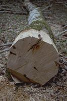 Le charme commun (Carpinus betulus). Grume. Cliquer pour agrandir l'image.