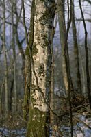 Le charme commun (Carpinus betulus). Écorce vieille. Cliquer pour agrandir l'image.