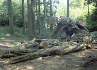 Le charme commun (Carpinus betulus). Billes. Cliquer pour agrandir l'image.