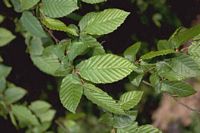Le charme commun (Carpinus betulus). Feuilles. Cliquer pour agrandir l'image.