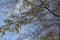 Le charme commun (Carpinus betulus). Chatons. Cliquer pour agrandir l'image.