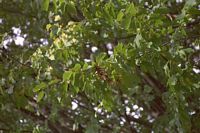 Le charme commun (Carpinus betulus). Fruits. Cliquer pour agrandir l'image.