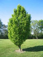 Le charme commun (Carpinus betulus). Jeune plante. Cliquer pour agrandir l'image.