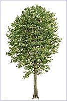 Le charme commun (Carpinus betulus). Silhouette. Cliquer pour agrandir l'image.