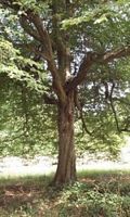 Le charme commun (Carpinus betulus). Port. Cliquer pour agrandir l'image.
