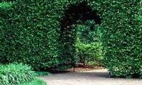 Le charme commun (Carpinus betulus). Art topiaire. Cliquer pour agrandir l'image.