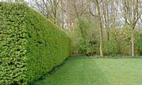 Le charme commun (Carpinus betulus). Haie. Cliquer pour agrandir l'image.