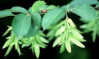 Le charme commun (Carpinus betulus). Fruits. Cliquer pour agrandir l'image.
