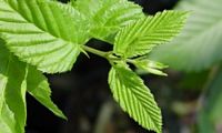 Le charme commun (Carpinus betulus). Jeunes feuilles. Cliquer pour agrandir l'image.