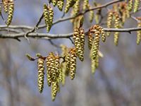 Le charme commun (Carpinus betulus). Chatons. Cliquer pour agrandir l'image.