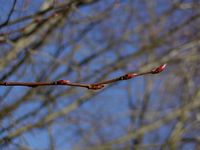 Le charme commun (Carpinus betulus). Bourgeons. Cliquer pour agrandir l'image.