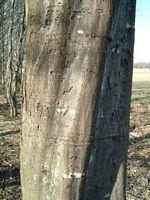 Le charme commun (Carpinus betulus). Tronc. Cliquer pour agrandir l'image.