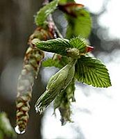 Le charme commun (Carpinus betulus). Chaton. Cliquer pour agrandir l'image.