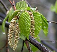 Le charme commun (Carpinus betulus). Chatons. Cliquer pour agrandir l'image.