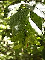 Le charme commun (Carpinus betulus). Feuille. Cliquer pour agrandir l'image.