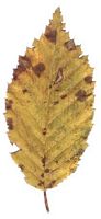Le charme commun (Carpinus betulus). Feuille de charme attaquée par champignon Asteroma carpini. Cliquer pour agrandir l'image.
