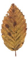 Le charme commun (Carpinus betulus). Feuille de charme attaquée par champignon Asteroma carpini. Cliquer pour agrandir l'image.