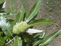 Châtaignier commun. Fruit du châtaignier. Cliquer pour agrandir l'image.